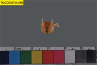 藏品(短指和尚蟹)的圖片